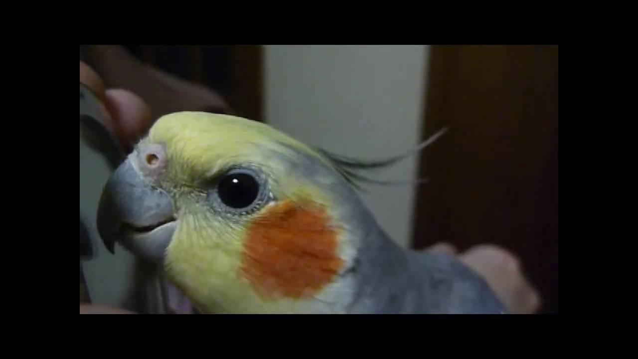 Cockatiel sings 'Pop Goes the Weasel' & talks