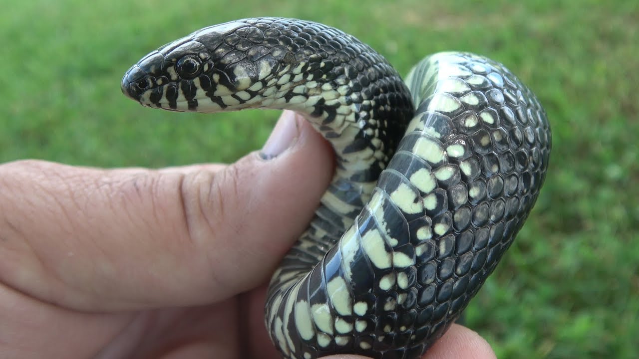 Kingsnake at the chicken coop