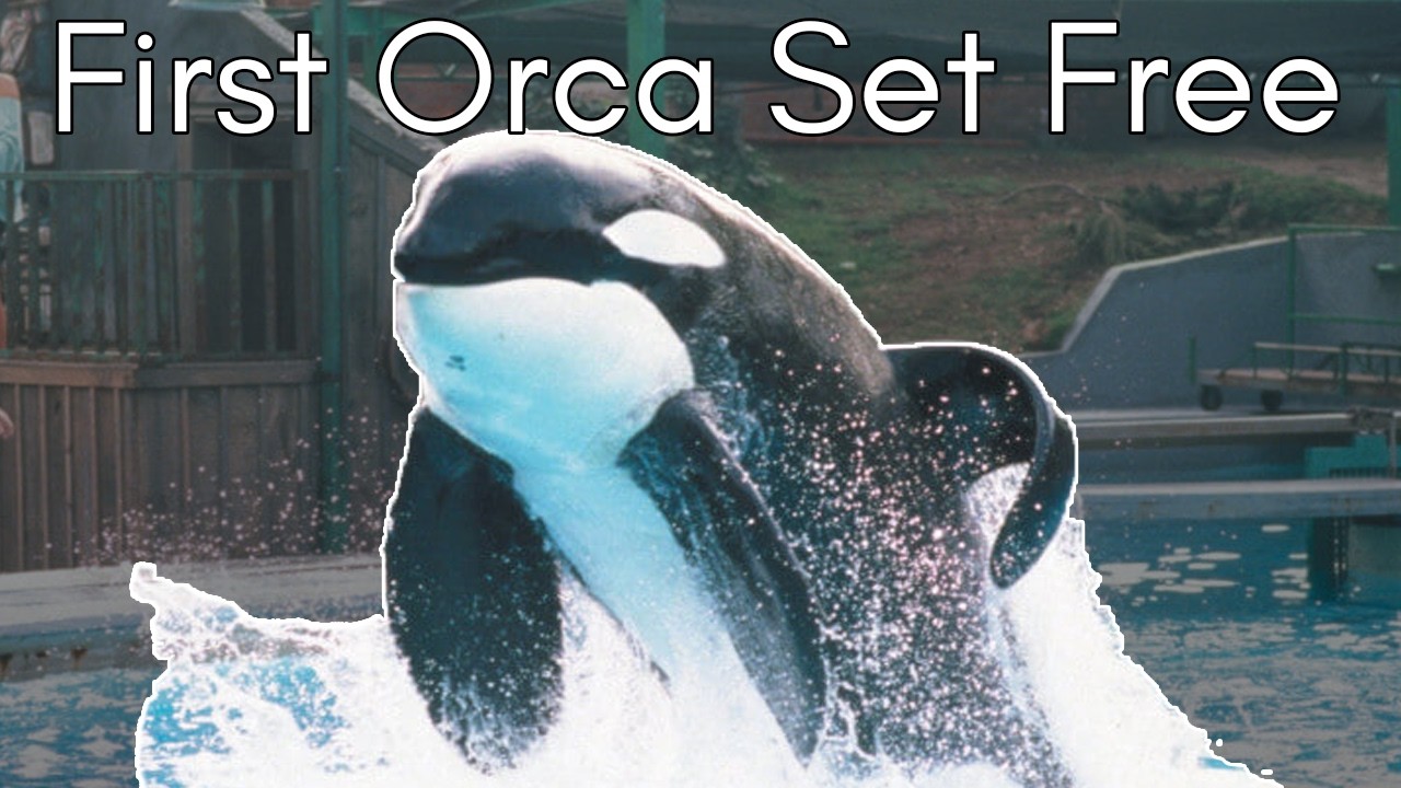 Keiko the Killer Whale: What Happened After Free Willy?