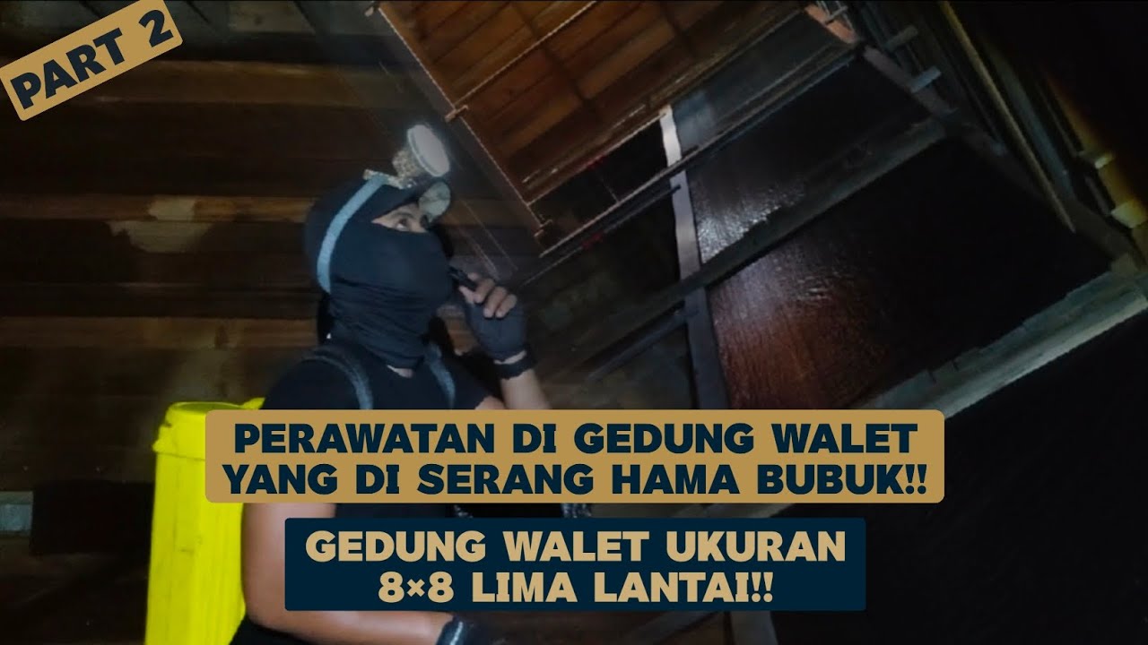 Part 2 Sharing dari dalam Gedung walet ukuran 8×8 lima lantai!! 