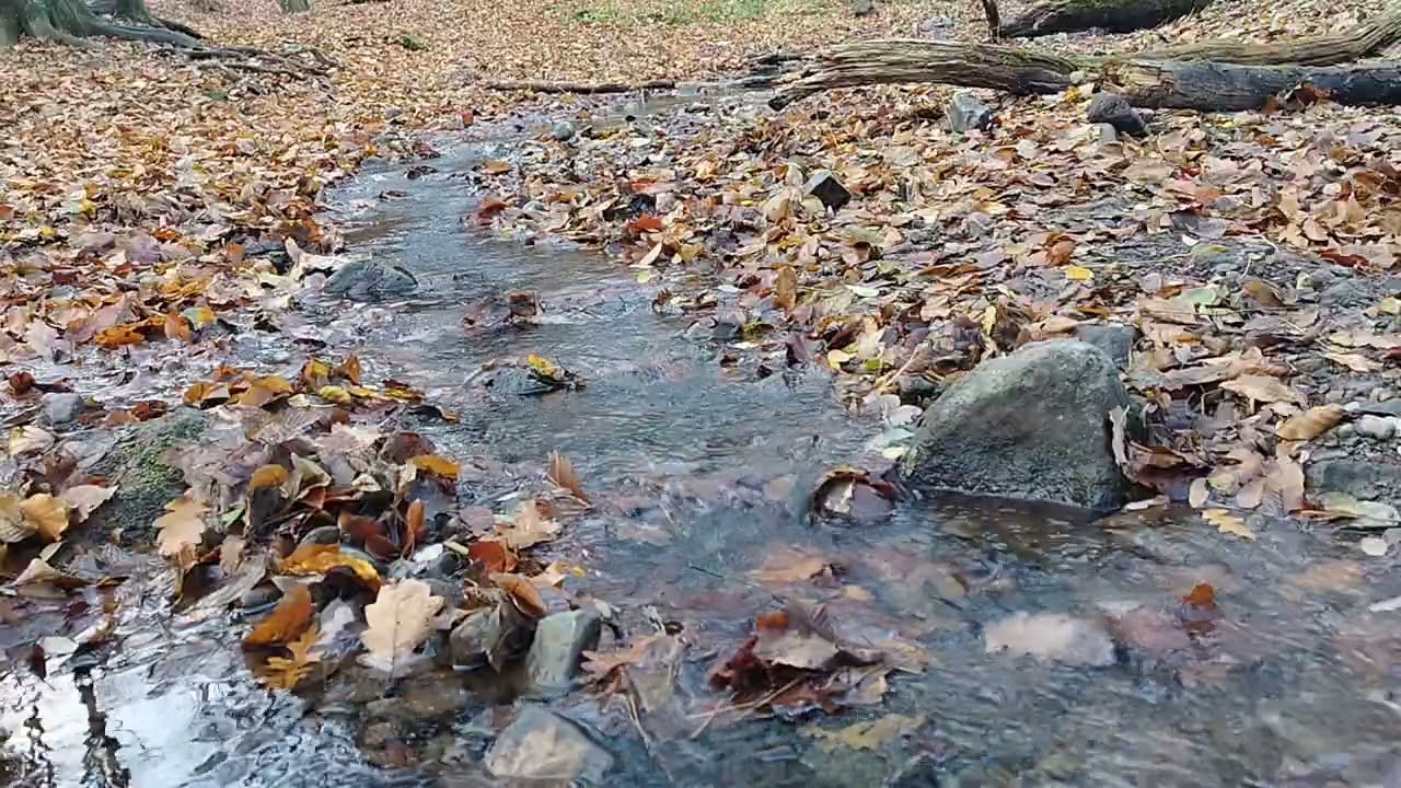 Nyugalom és Elvonulás: Erdei Patak Dobogókő Szívében  Nature Retreat & Sounds | Earth's Heart Chakra