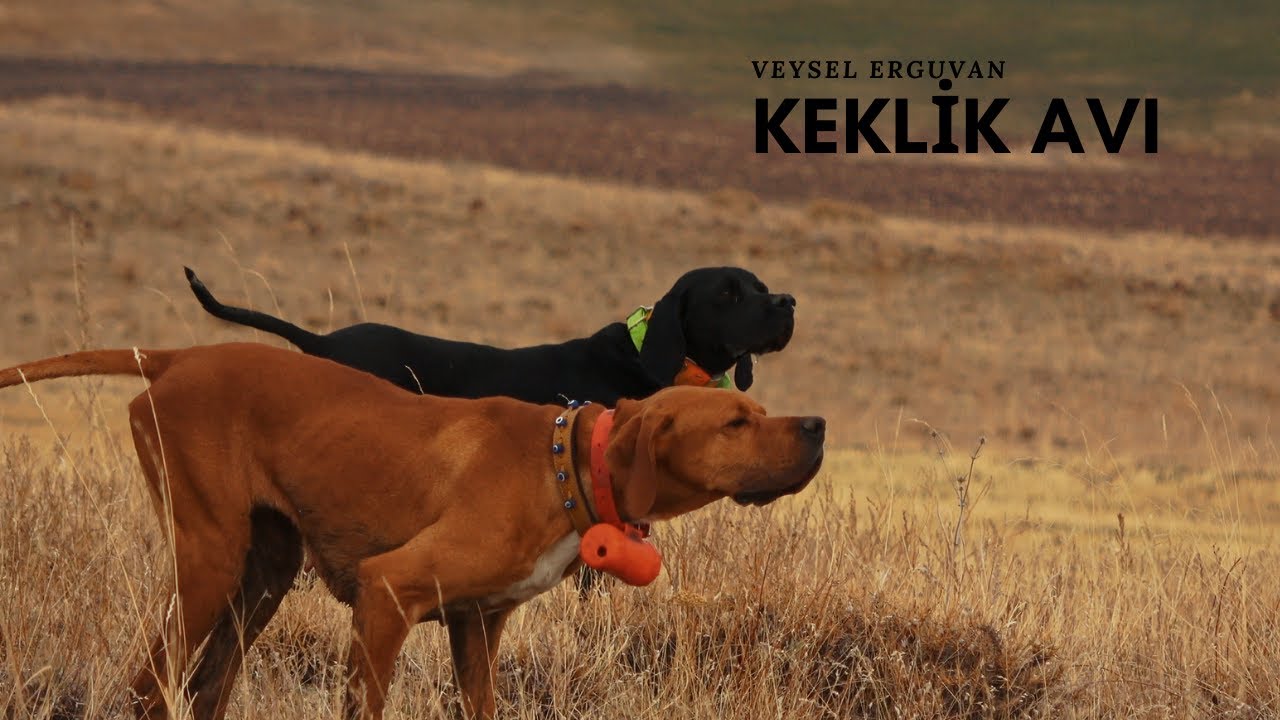 DOĞU ANADOLU KEKLİK AVI🔥PARTRİDGE HUNT🔥İNGİLİZ POİNTER AV KÖPEKLERİ İLE  FERMADA KEKLİK AVI🔥HUNDOWN🔥
