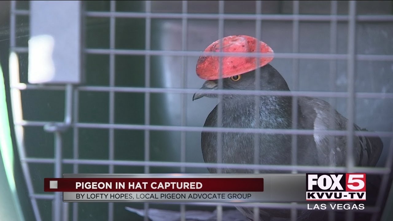 Cowboy hat pigeon captured in Las Vegas