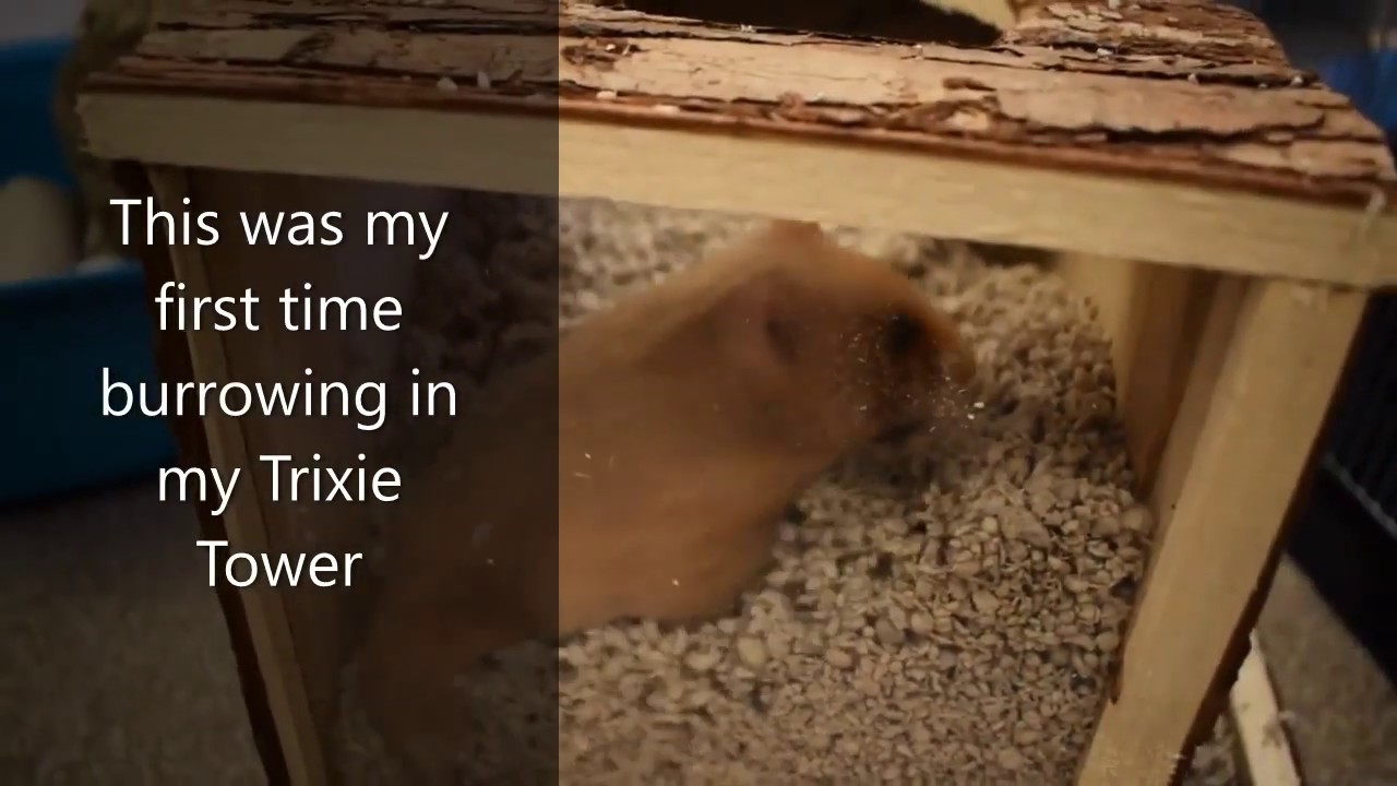 Luna The Hamster Burrowing in her Trixie Tower