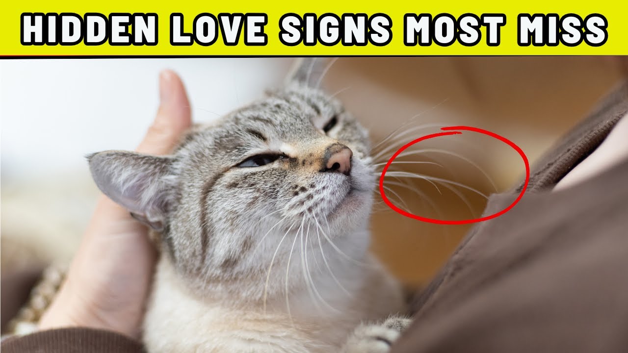 SHOCKING: Hidden Ways Your Cat Shows Love to You Every Single Day