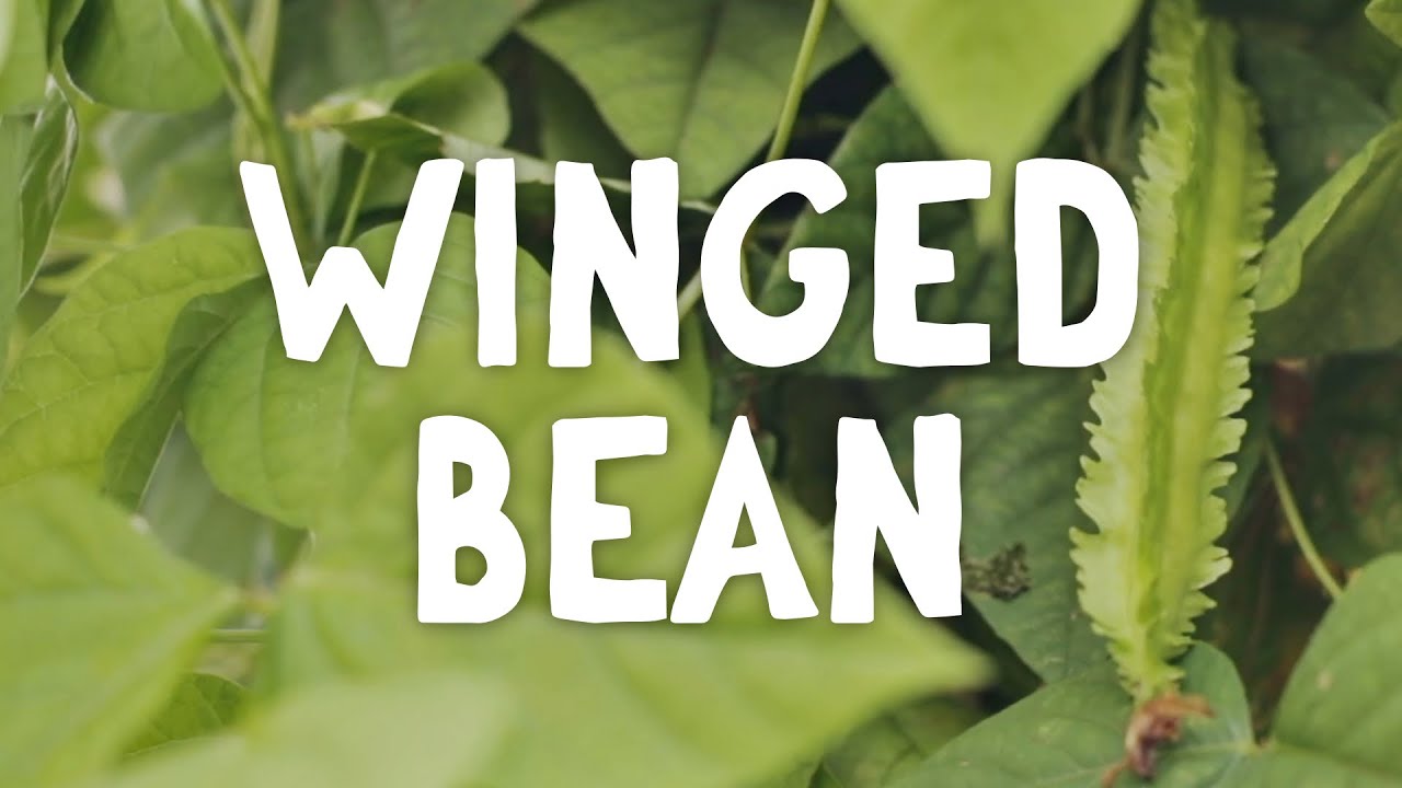 How To Grow ~ Winged Beans