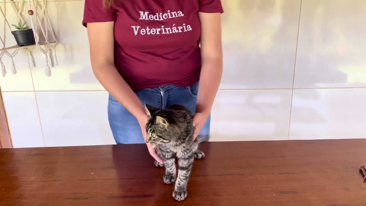 Cinco testes neurológicos em um gato