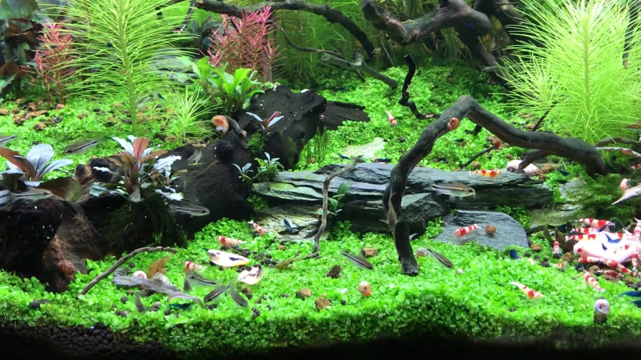 CORYDORAS PYGMAEUS SCHOOL