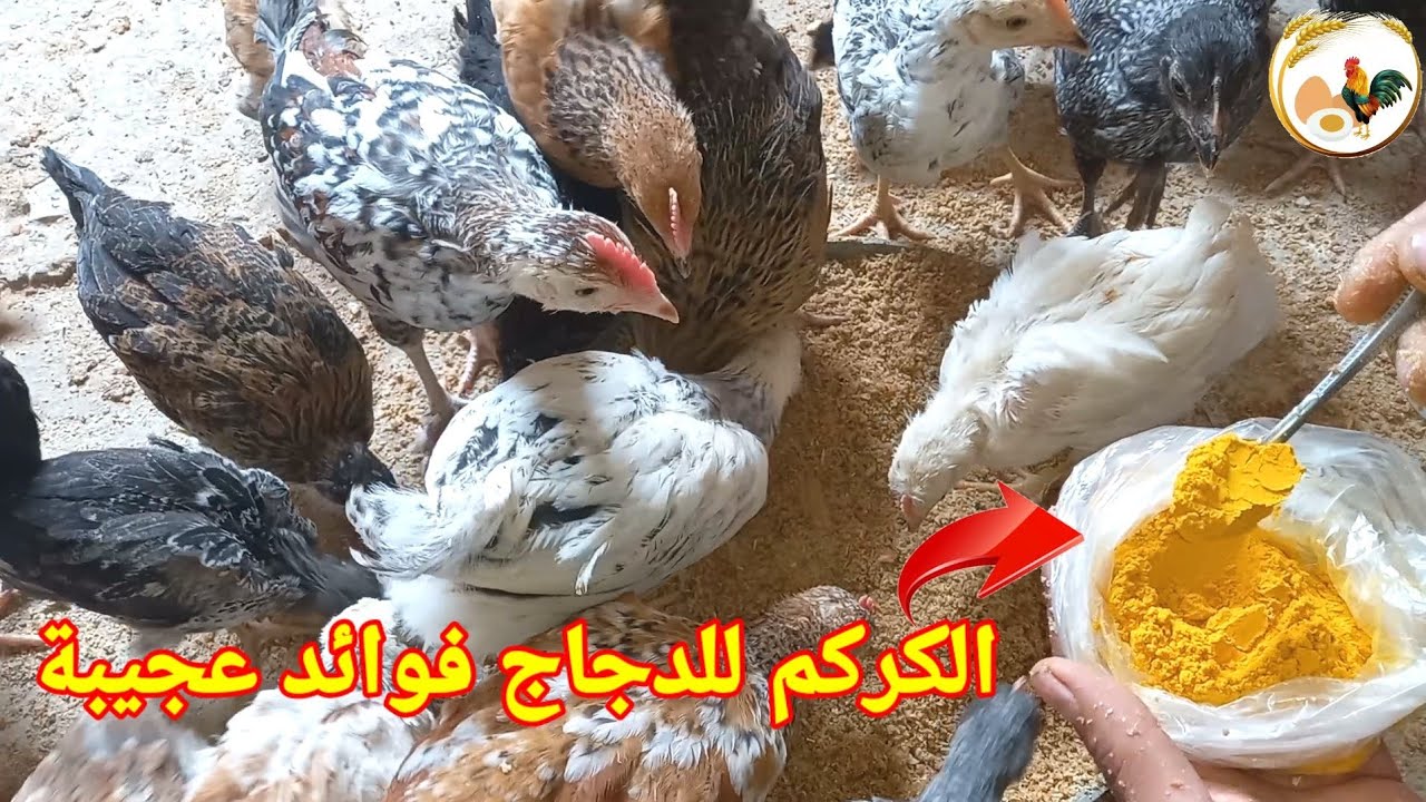 الكركم وفوائده العجيبة والسحرية للدجاج  سوف تشكرني بعد هذا الفيديو.