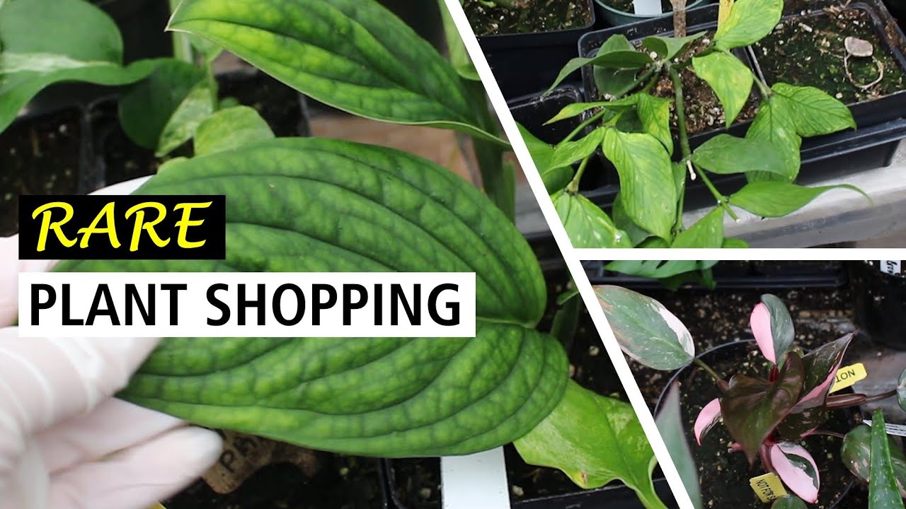 Rare Houseplants for under $5! Plant Shopping at the Flower Farm Nursery
