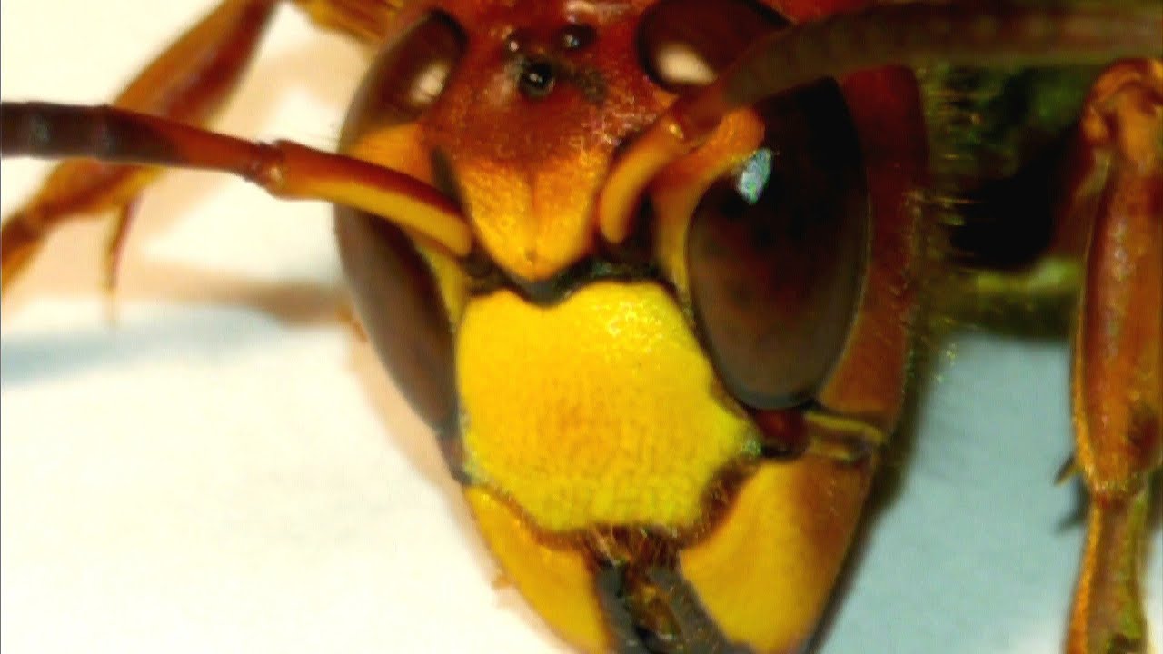 10 AWESOME facts You Didn't Know About WASPS, HORNETS, YELLOW JACKETS! | Larva Tweezing!