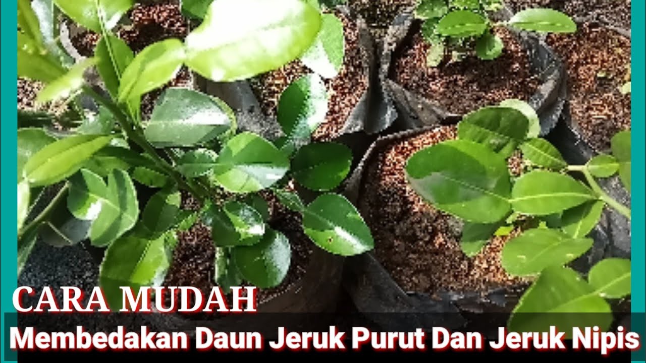 CARA MUDAH MEMBEDAKAN DAUN JERUK PURUT, JERUK NIPIS DAN JERUK MANIS