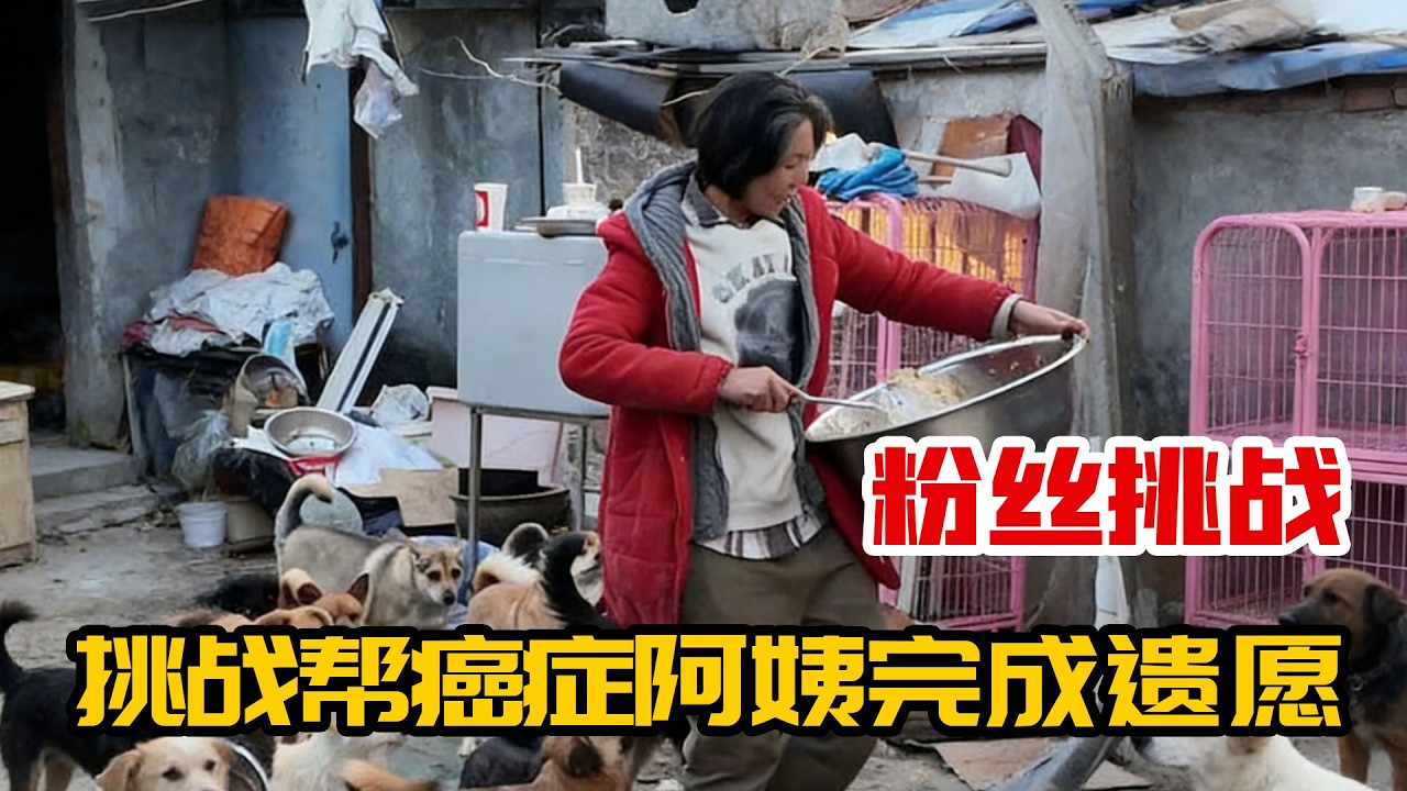 破防瞬间！癌症阿姨生命倒计时，遗愿清单装满对流浪动物的爱！