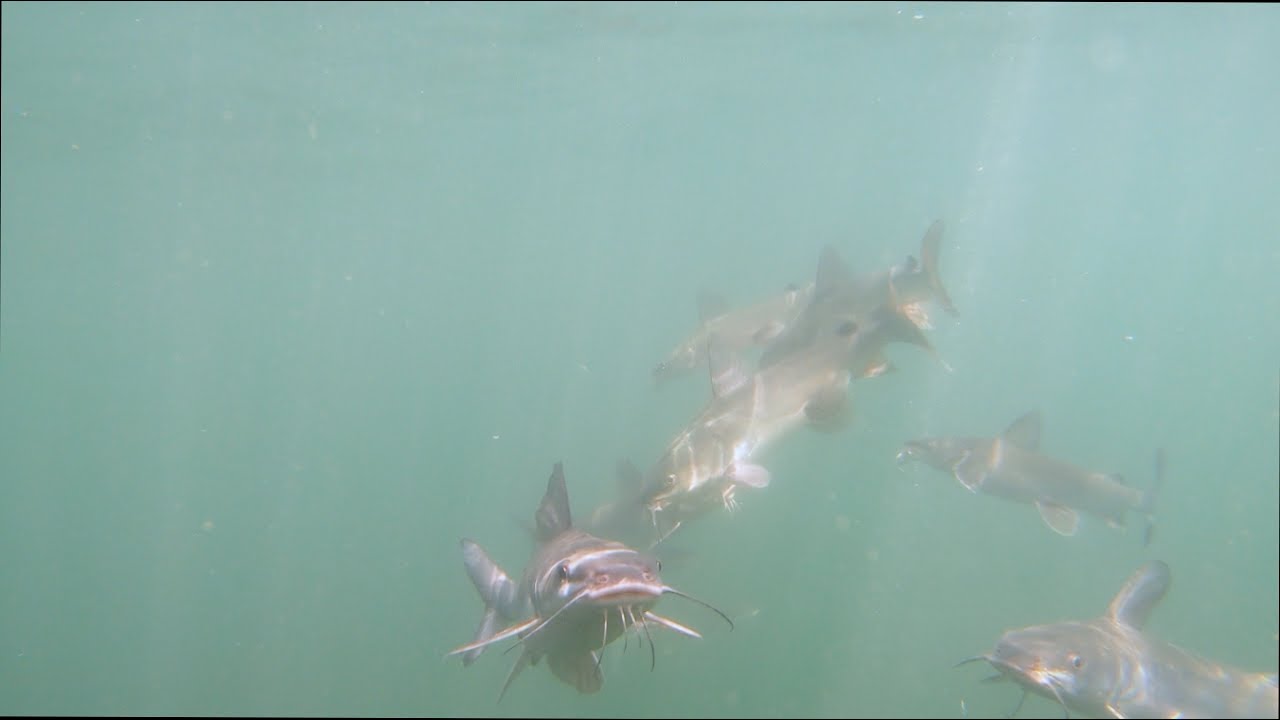 Underwater Trash Collectors