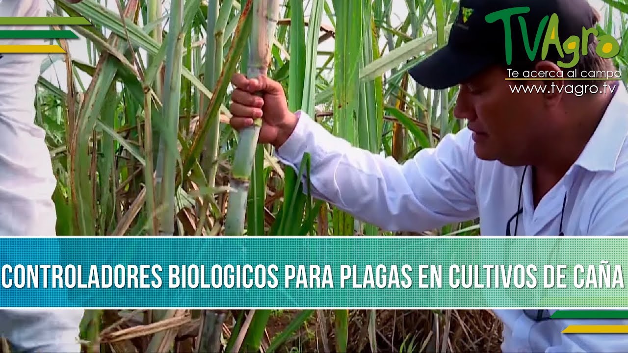 Controladores Biologicos para Plagas en Cultivo de Caña- TvAgro por Juan Gonzalo Angel