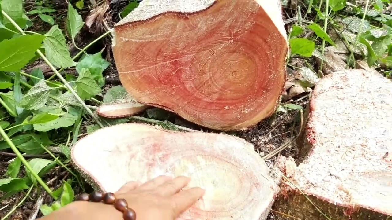 Kayu sengon merah vs kayu sengon putih