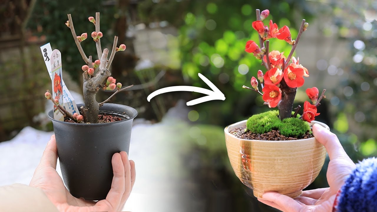 茶碗で作るボケのミニ盆栽～開花まで【Bonsai diary 盆栽日記 3/4】初心者の簡単園芸、盆栽の作り方 木瓜 植え替え DIY ガーデニング gardening EOS R5