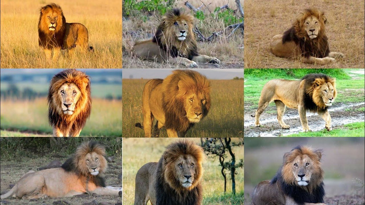 The Ten Gorgeous Maned Lions of Maasai Mara...