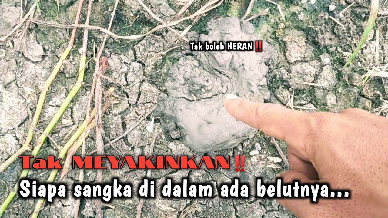 PASTI PANEN‼️CARI AREA SAWAH YANG JADI SARANG BELUT BESAR BERKUMPUL 