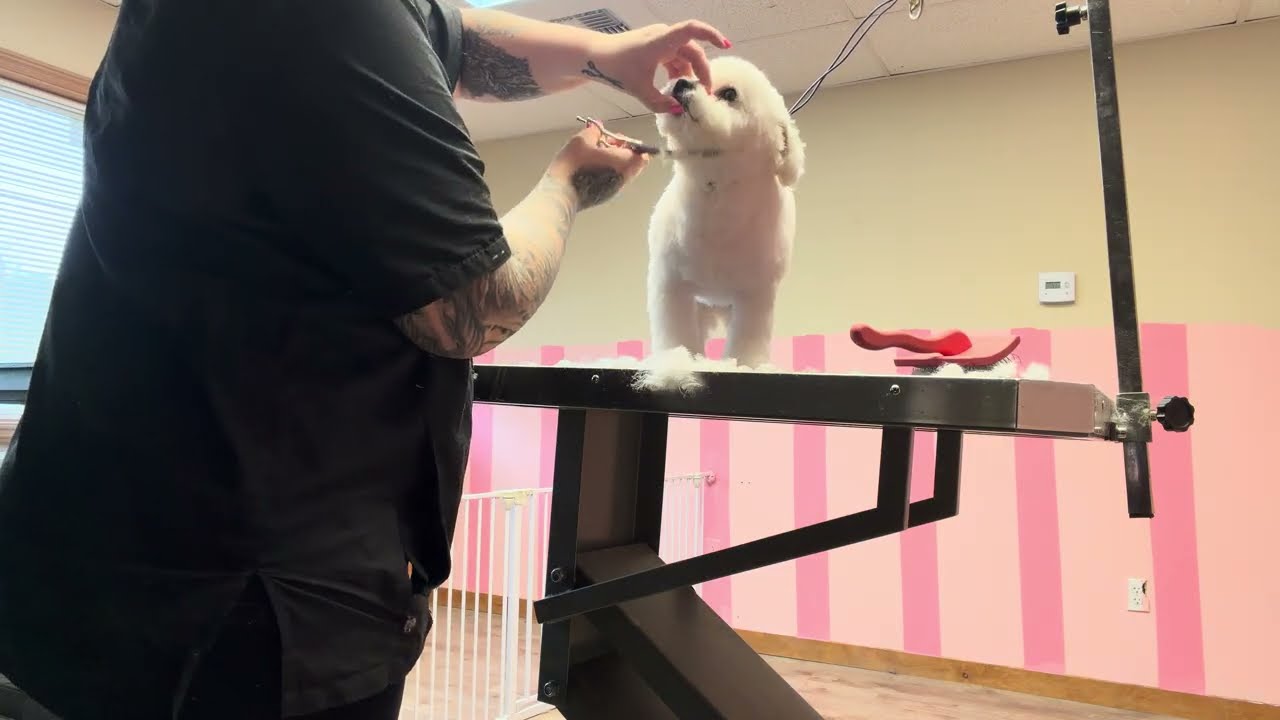 Today’s Bichon grooming as a pet groomer of 15 years. Come back for the finished product.