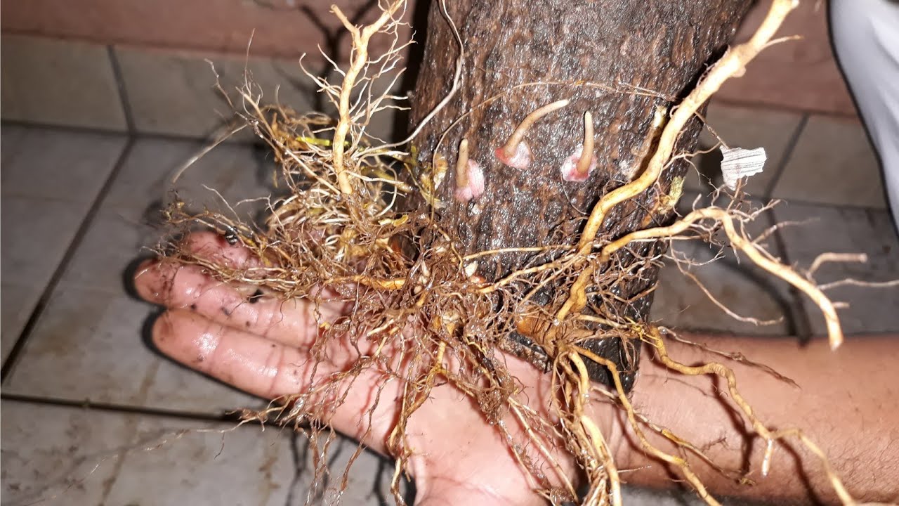 CINZA VEGETAL E ÁGUA NO ENRAIZAMENTO DE ESTACA GROSSA DE ABACATEIRO!!!