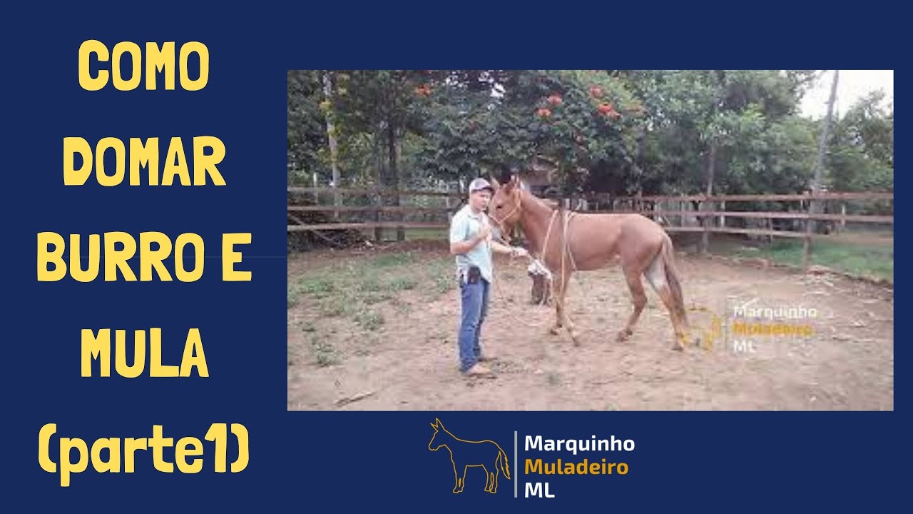 Doma racional primeiro dia  com muares