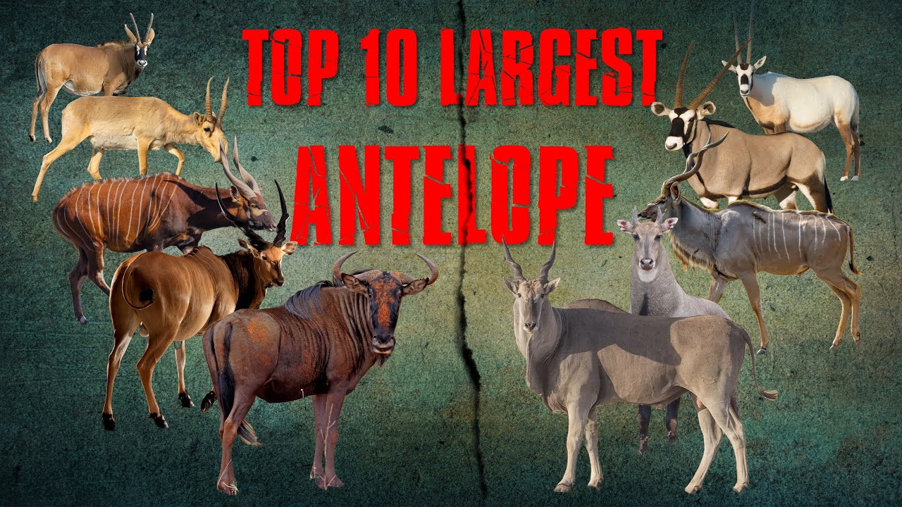 TOP 10 LARGEST ANTELOPE SPECIES IN THE WORLD