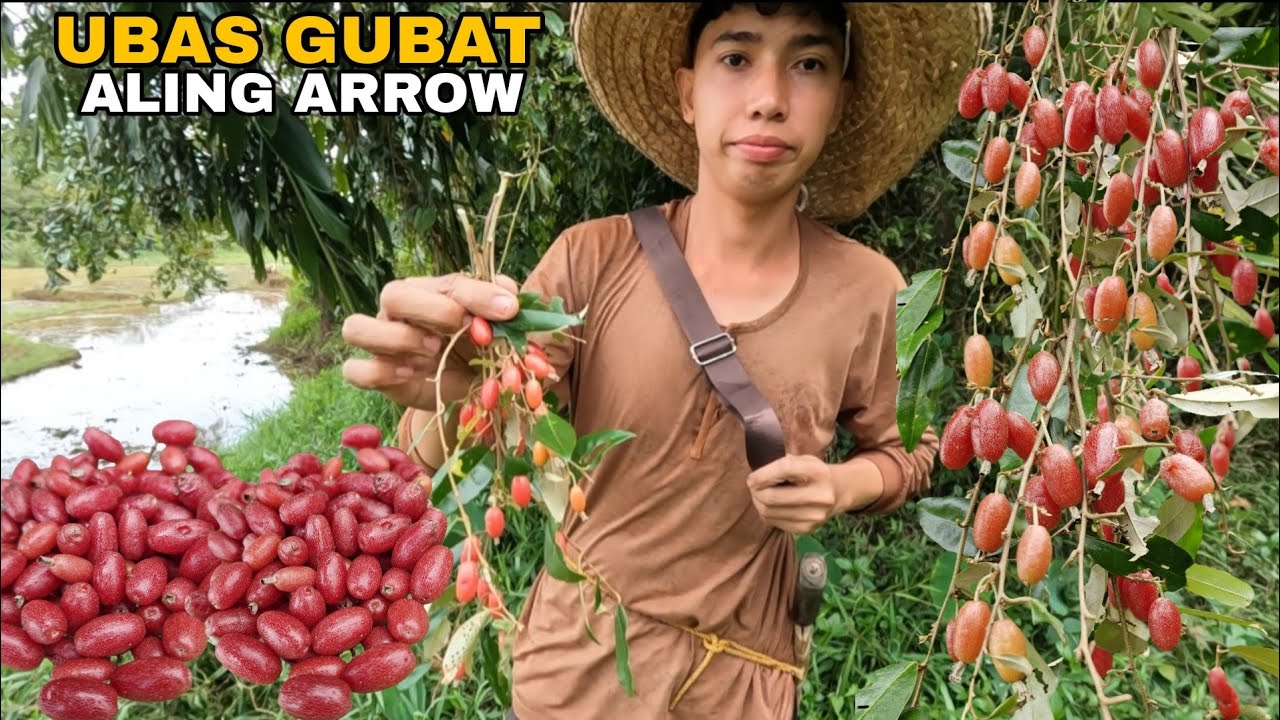 WILD FRUITS SAMPINIT NAKUKUHA LANG SA GUBAT NAPAKARAMI  BUNGA HITIK