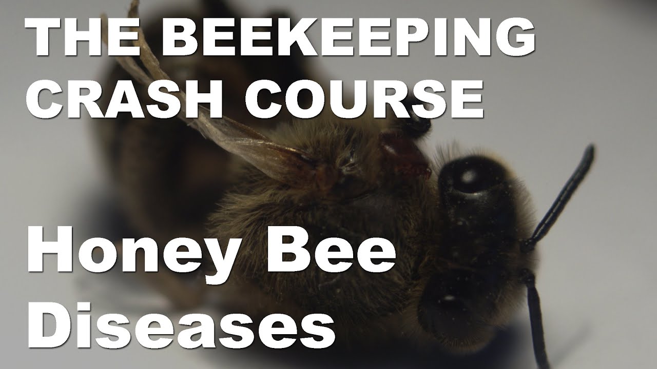 Honey Bee Diseases - Honey Bee Pests, Parasites & Diseases Part 3 - Beekeeping Crash Course