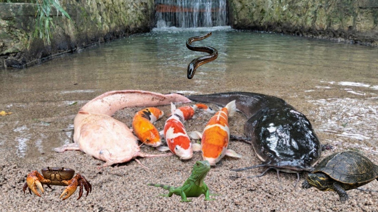Wow..Tangkap Lele Raksasa Di Sungai Dangkal,Ikan Koi,Ikan Gabus,Kelomang,Ikan Betok,Iguana,Belut