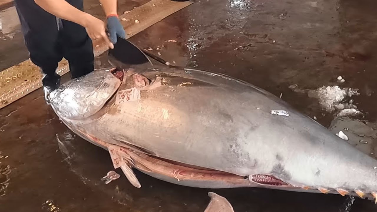 World's Sharpest Knifes Cut 315KG Giant Bluefin Tuna   Taiwanese street food