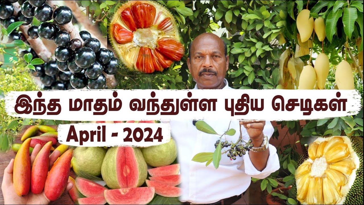 2nd load in Apr -நன்கு வளர்ந்த பழச் செடிகள் | New load of Greenland Nursery's Botanical Extravaganza