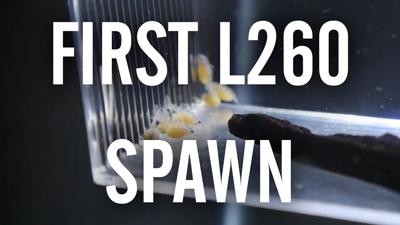 My First L260 Queen Arabesque Pleco Spawn
