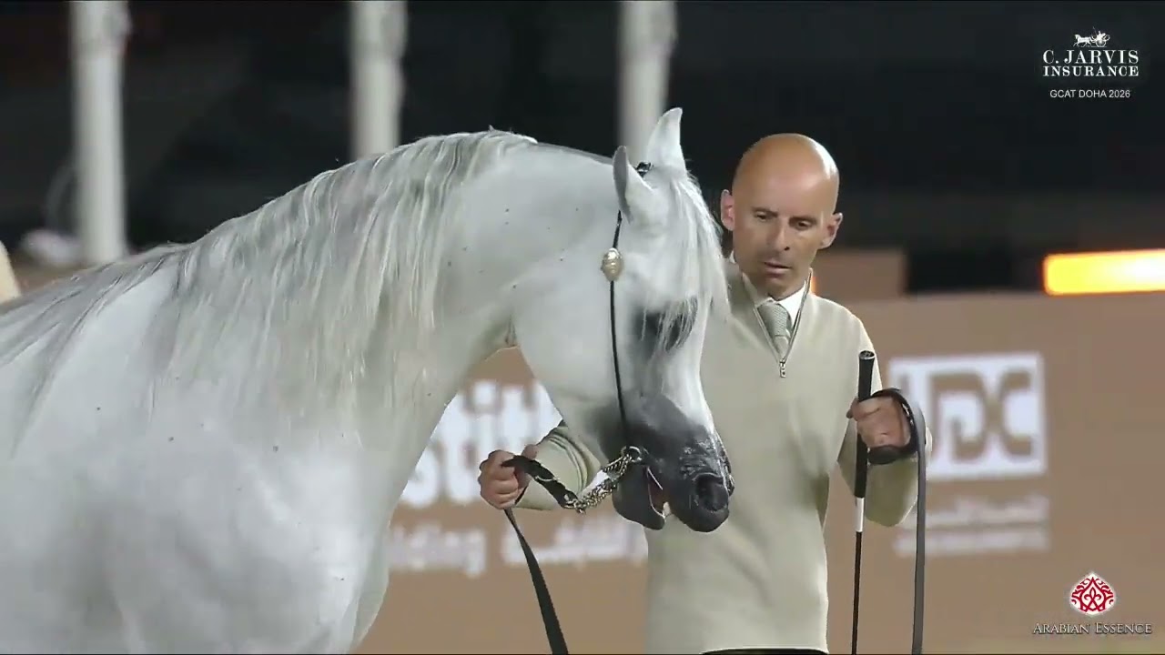 N.216 ALFAHAD - GCAT Doha 2026 - Stallions 7-10 Years Old (Class 11)