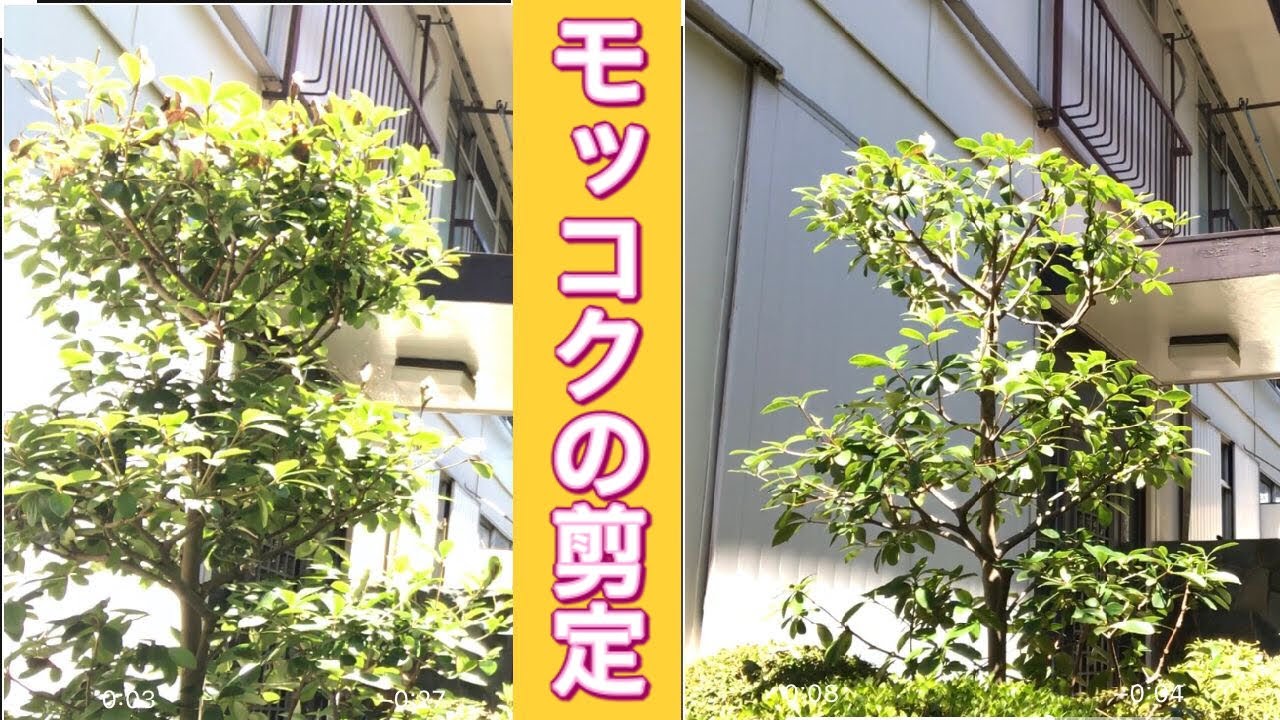 （プロが剪定方法を伝授）茂ったモッコクを透かし剪定で涼しげな姿に変えます！(字幕対応）