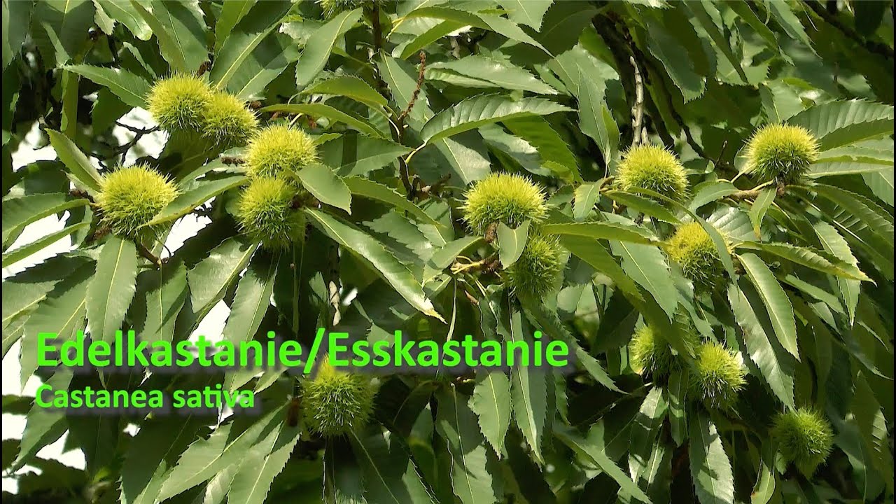 Esskastanie Edelkastanie - Wuchs Ernte Verwendung