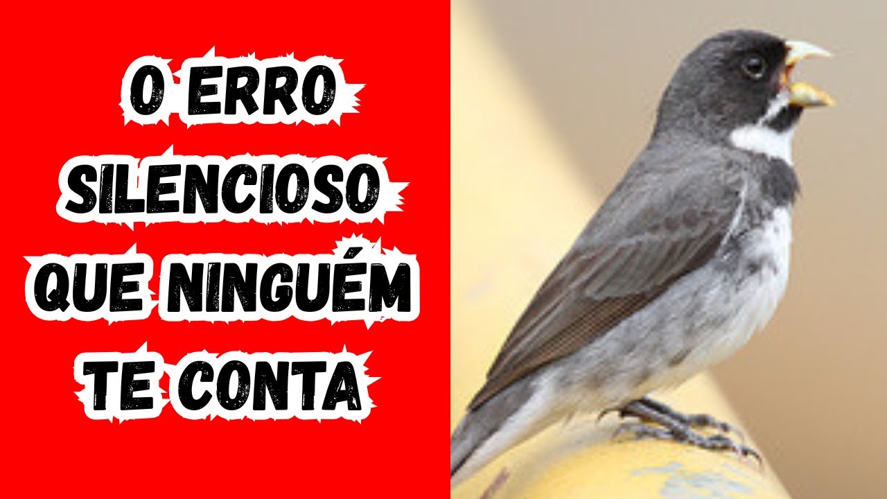 Seu Coleiro Parou de Cantar por um Erro Invisível (99% dos Criadores Cometem)