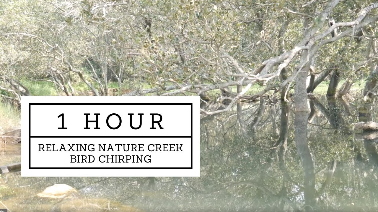 Relaxing nature creek bird chirping 1 hour background white noise ambience study sleep no talking