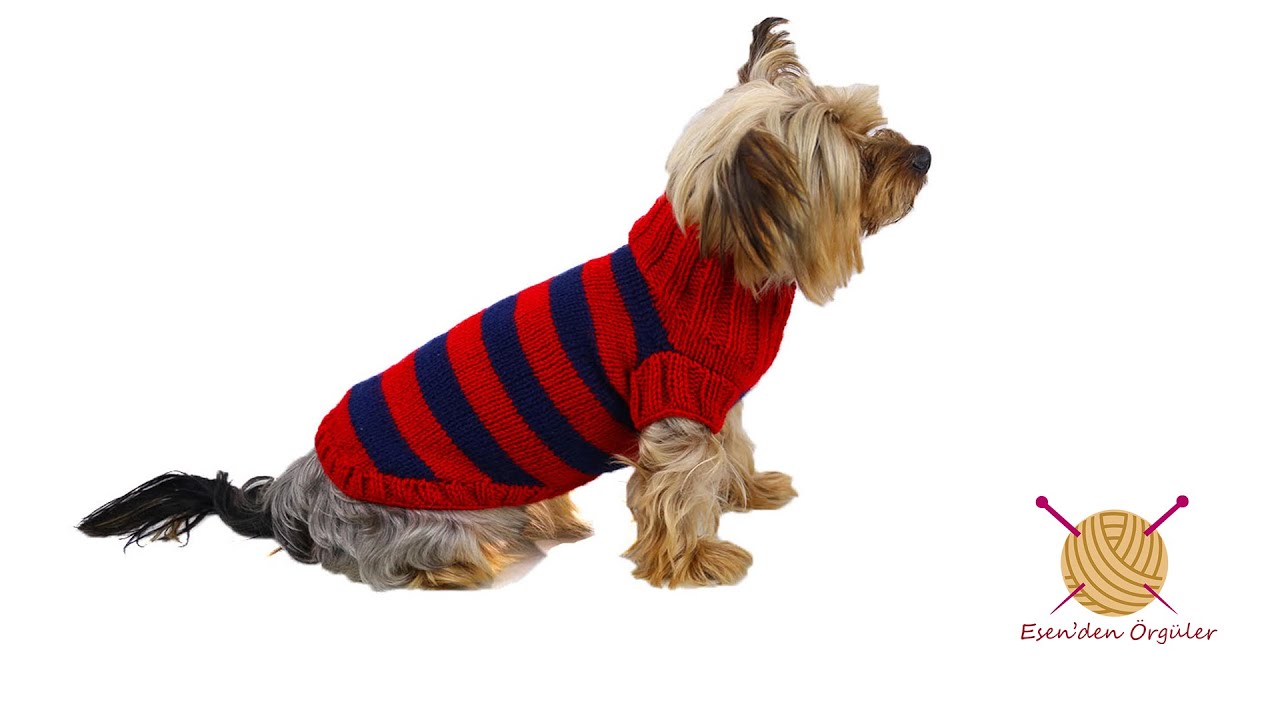 Köpek Ve Kediler İçin Kazak Nasıl Örülür