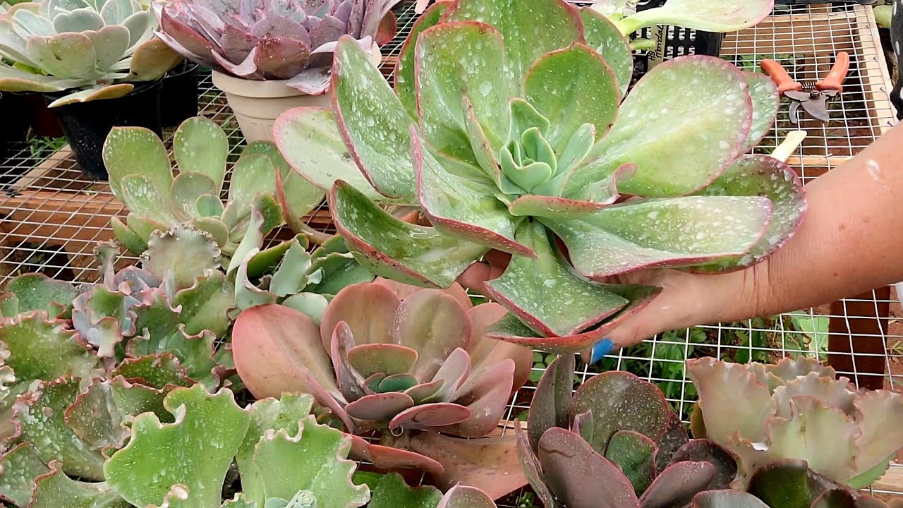 LIBEREI MUITAS SUCULENTAS PARA VENDA SEM RAIZES