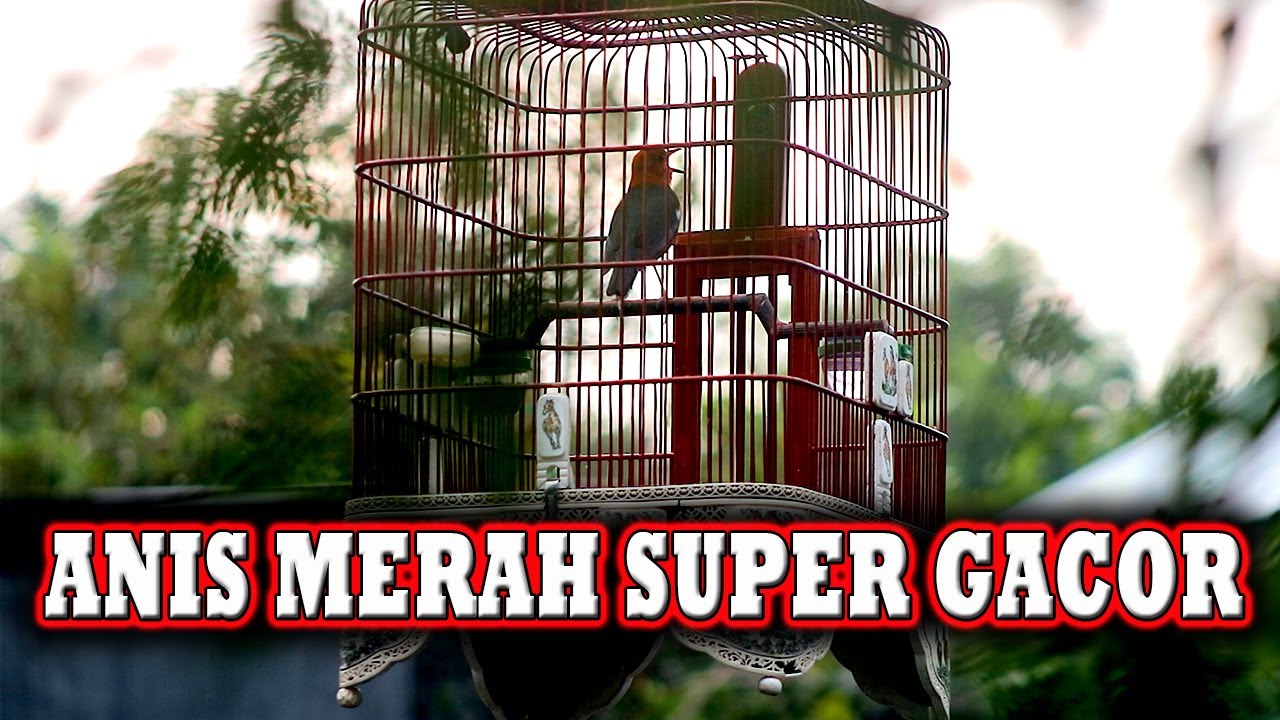 ANIS MERAH SUPER CEPAT DIRESPON langsung GACOR UNTUK PANCINGAN  