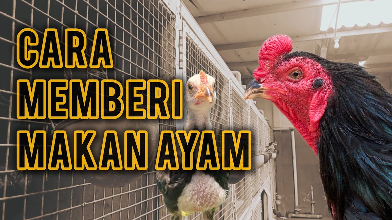 Cara Memberi Makan Ayam di Sango Farm Serpong