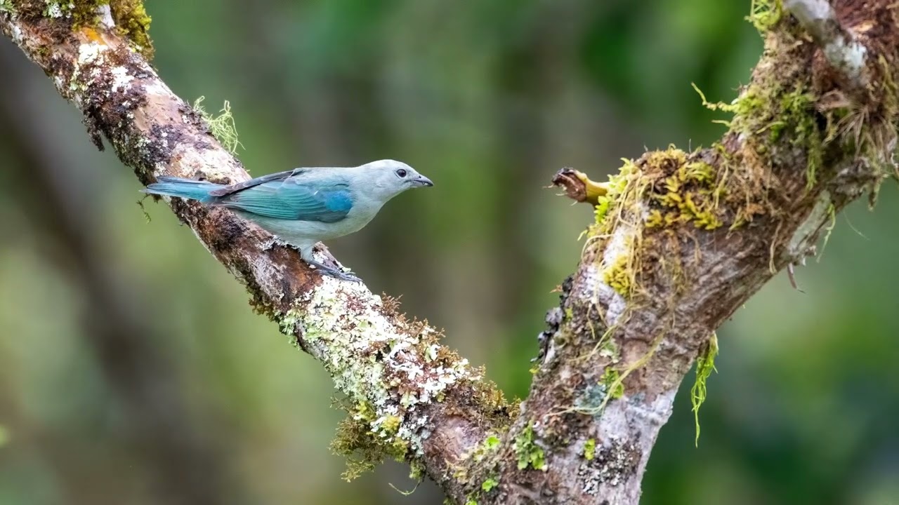 Blue gray Tanager (Thraupis episcopus)