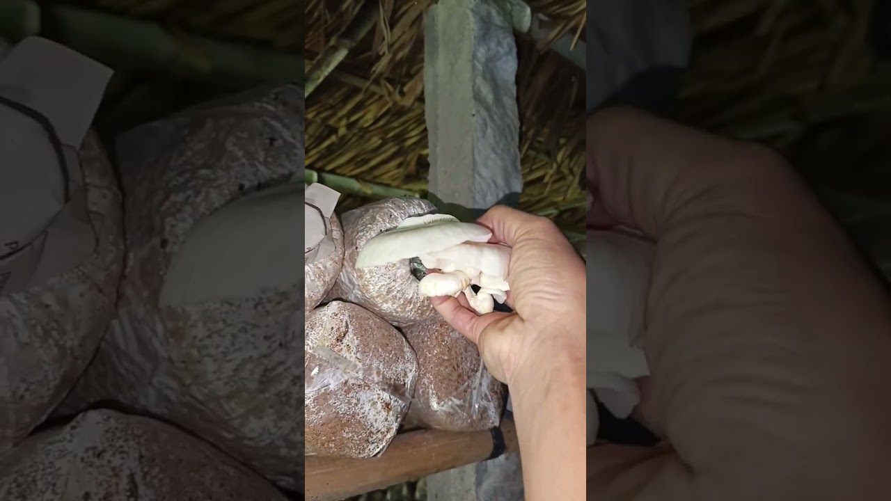 Panen jamur tiram bersama bocil 
