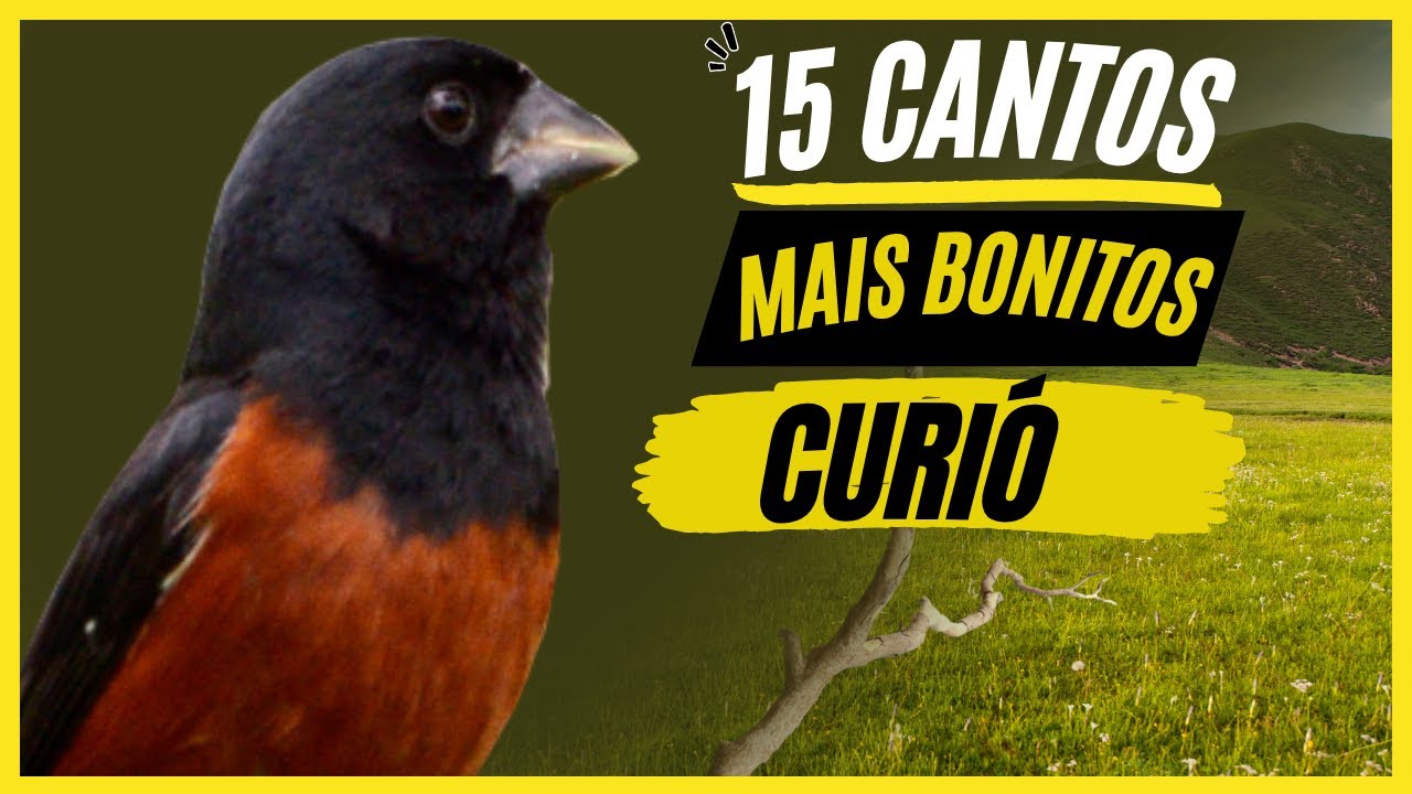 TOP 15: Cantos De 