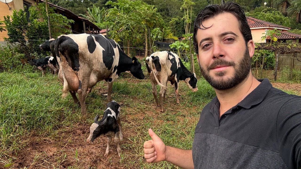 Vacas a venda de 25L a 40L muito baratas pra sair hoje direito com o dono em Coroas MG 