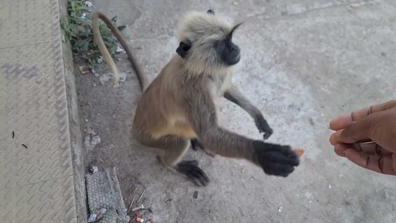 Hungry Monkeys Run to Me for Food
