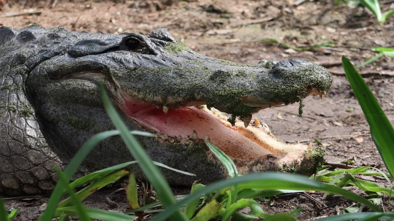 Up Close & Personal With A 13 Foot Alligator! | Smooth Waters Wildlife Park