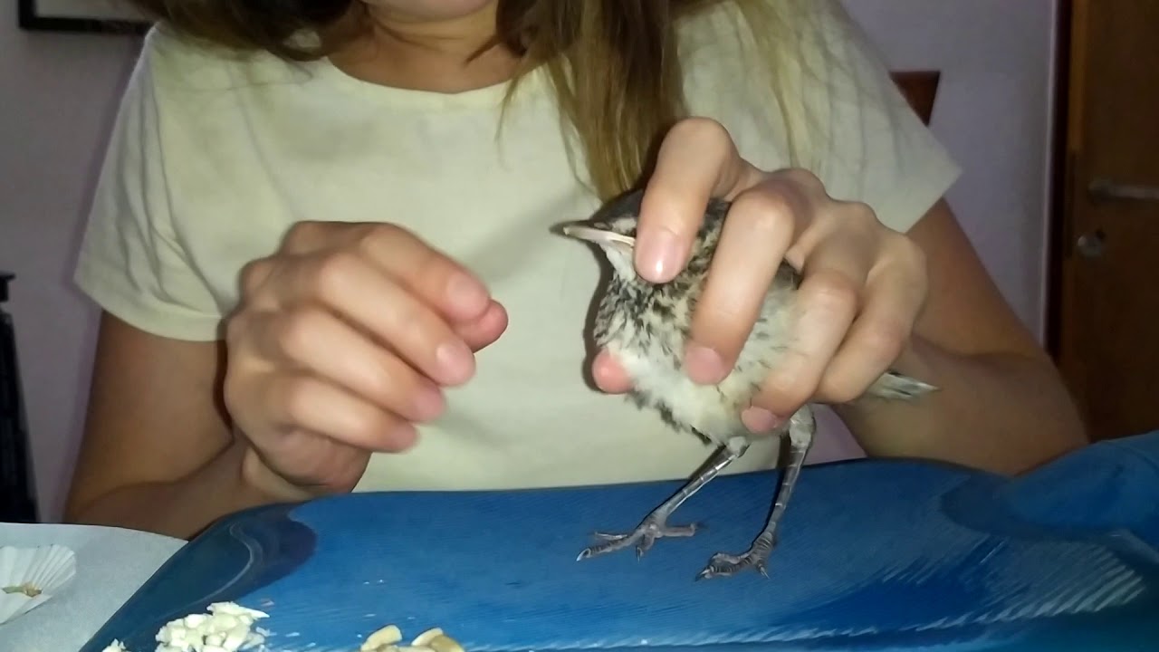 Como alimentar un pichón de Calandria (sirve para todo tipo de aves pequeñas)