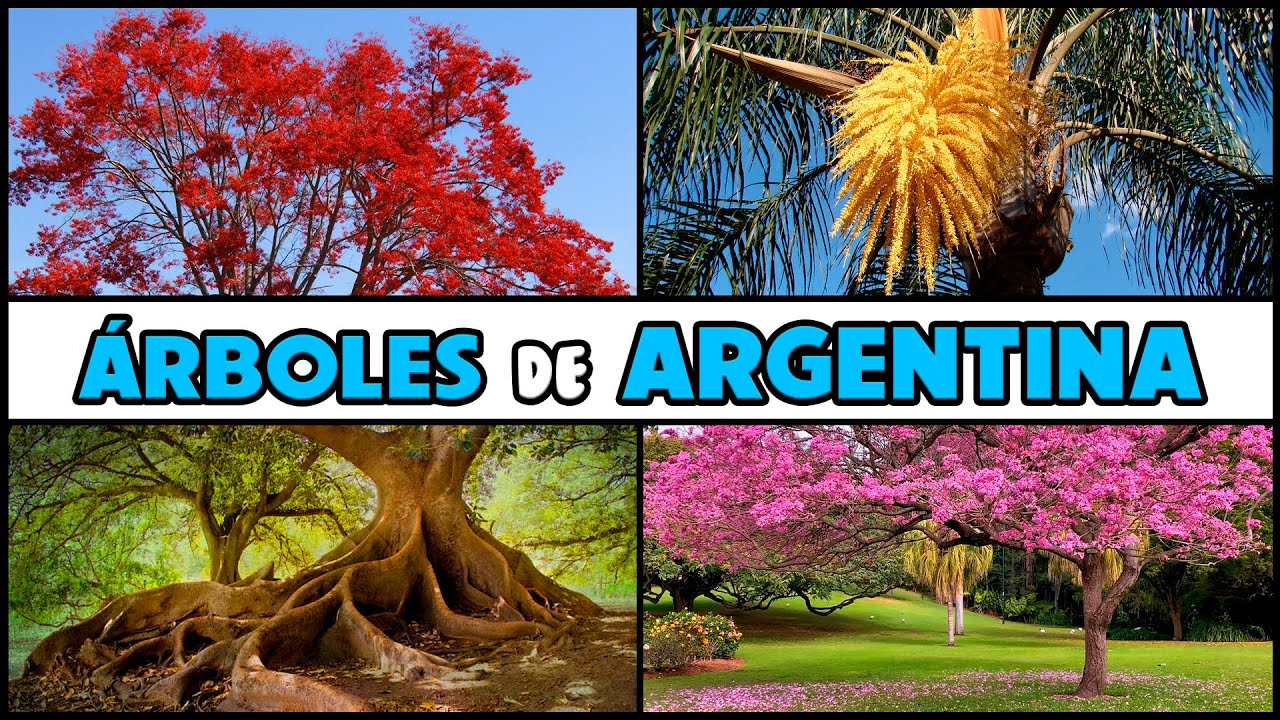 ÁRBOLES AUTÓCTONOS de ARGENTINA que debes CONOCER